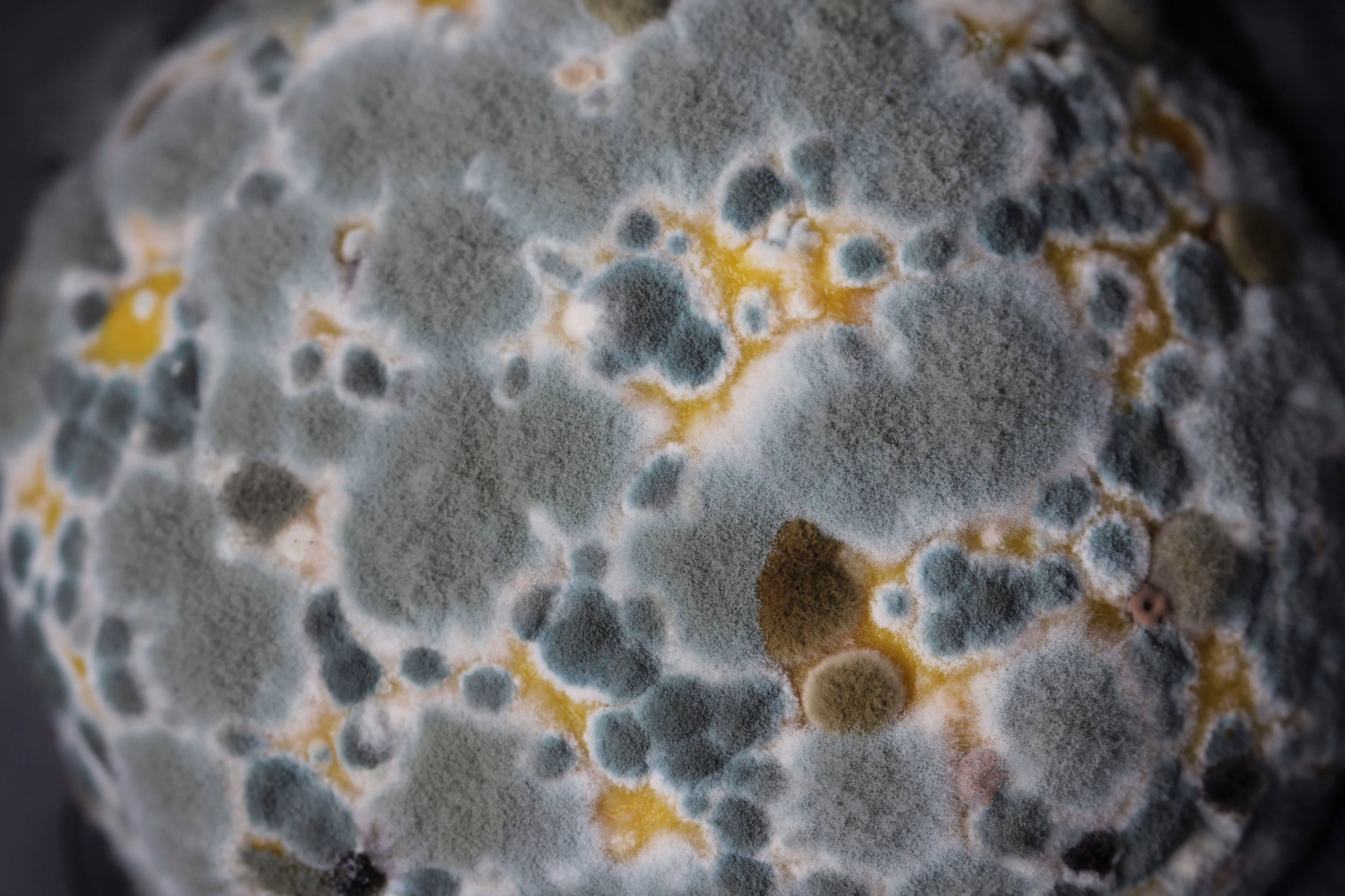 Nahaufnahme von grauer und grüner Schimmelpilzkolonie mit flauschiger Textur auf Oberfläche.